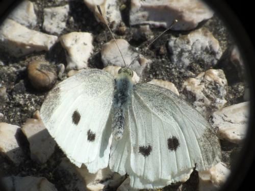 Pieris rapae